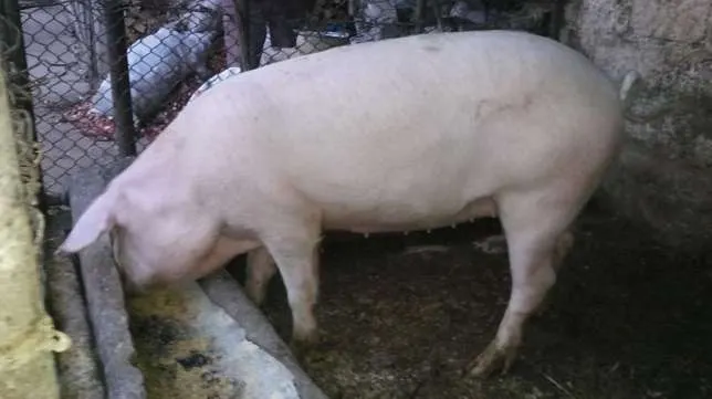 Un nou focar de pestă porcină în județ