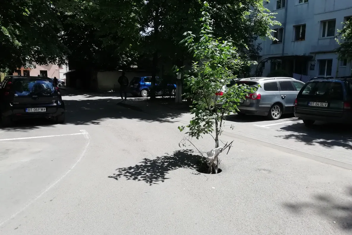 Groapă „reparată” cu un copac FOTO&amp;VIDEO