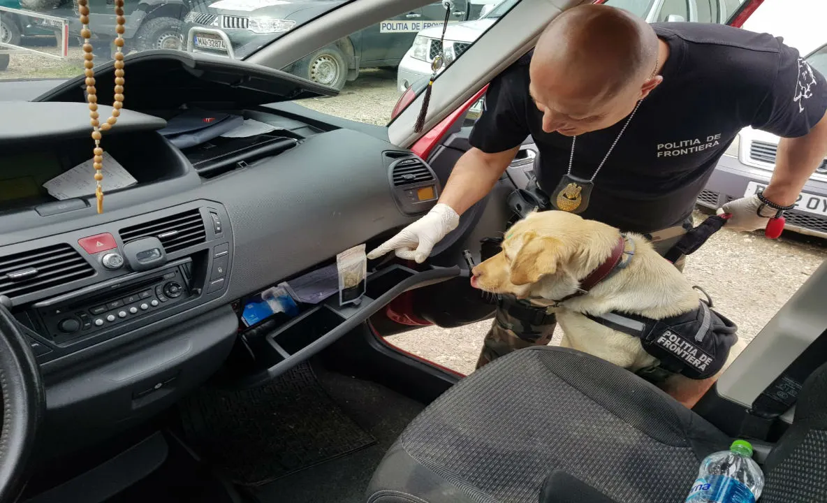 Canabis descoperit de câinele polițist, într-o mașină la Rădăuți Prut VIDEO