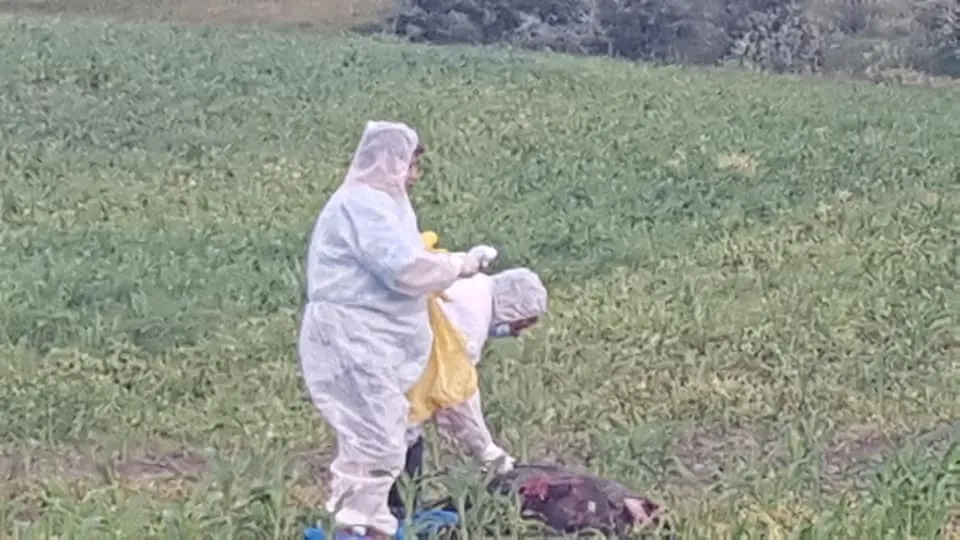 Încă un focar de pestă porcină africană în județul Botoșani FOTO