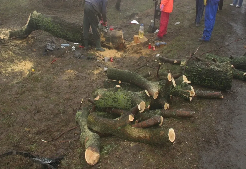 Bărbat anchetat pentru furt de tăiere ilegală de arbori