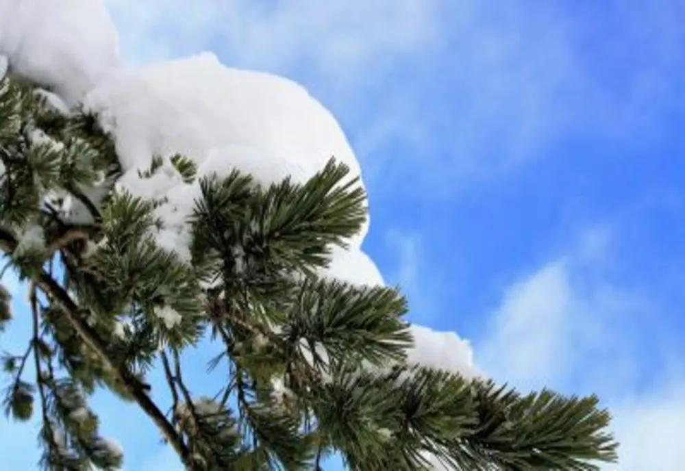 Prognoza meteo 2 februarie. Vremea, împărțită între ploi și ninsori. Temperaturile urcă la 7 grade