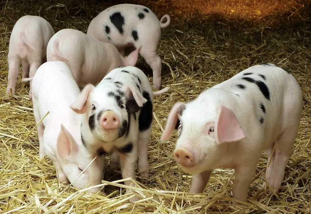 Atenţie de unde luaţi carnea de porc! Protecția Consumatorilor, avertisment pentru populație
