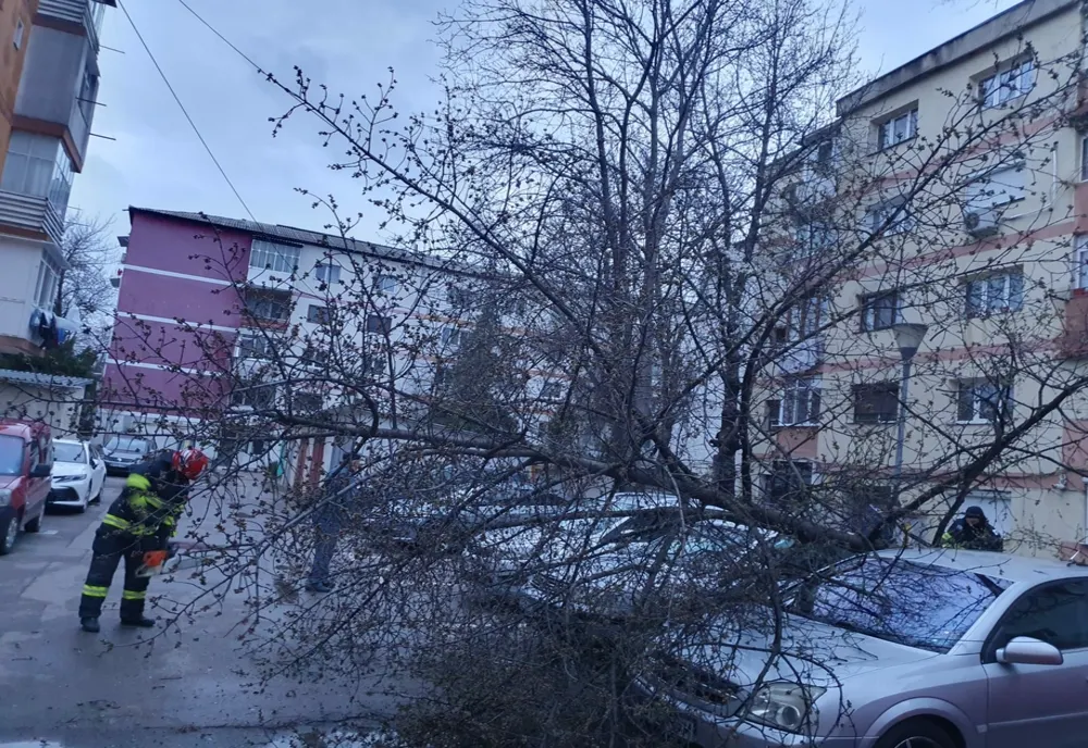 Copac căzut peste mașini în Botoșani