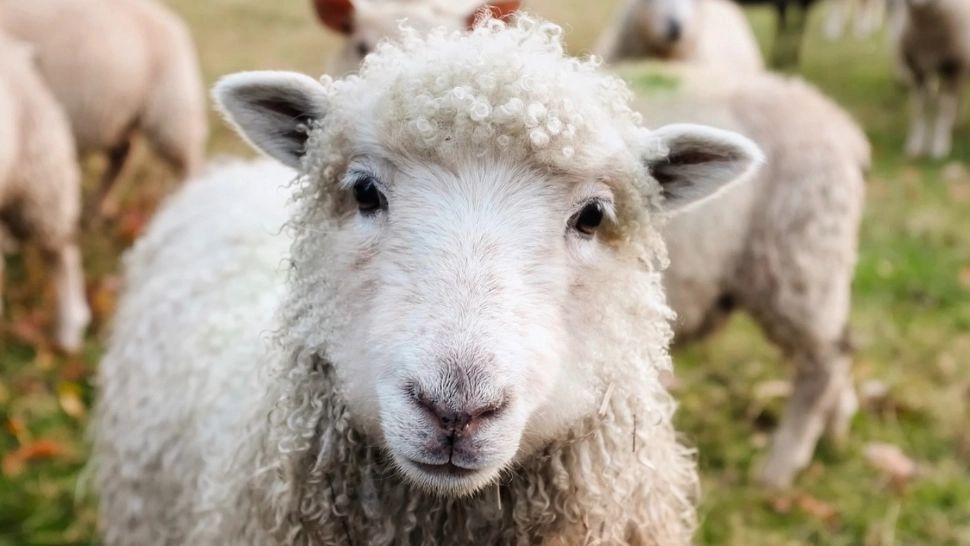 Prețurile au sărit în aer. Cât vor plăti românii înainte de Paște pentru carnea de miel