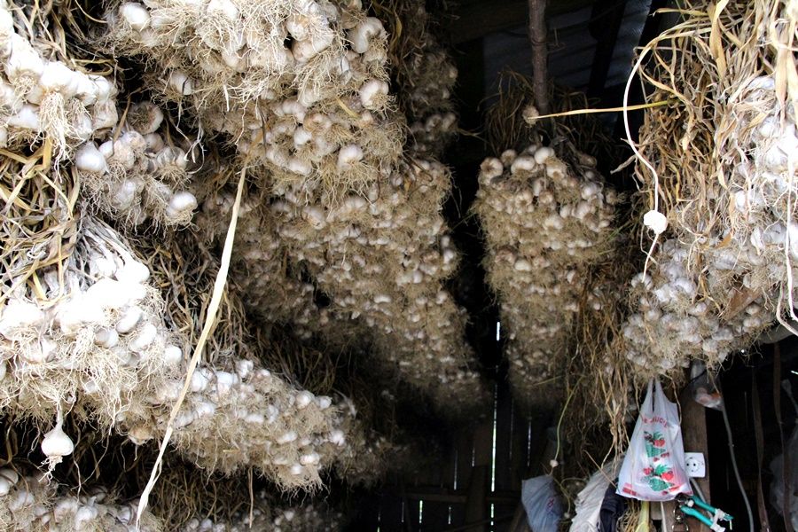 Duminică se organizează a IV-a ediție a Festivalului Sărbătoarea Usturoiului la Copălău