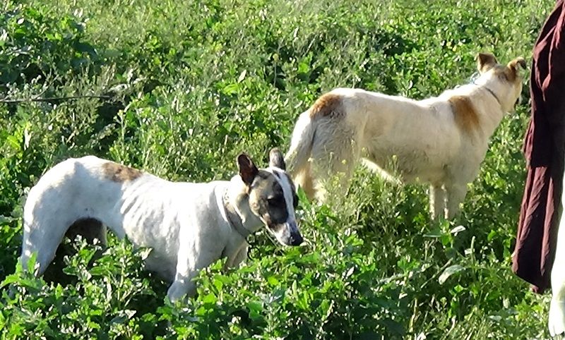 Câini furați din curtea unui bărbat din Trușești