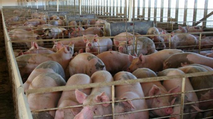 Cele mai mari ferme de porci din județul Botoșani sunt monitorizate zilnic de DSV