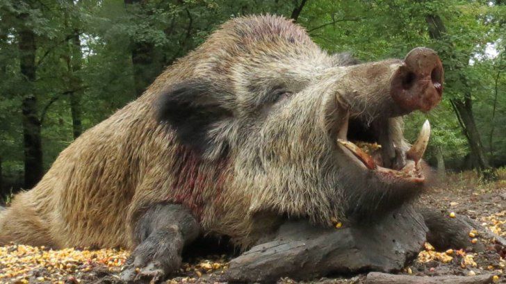 Patru mistreți cu PPA găsiți într-o pădure din comuna Suharău