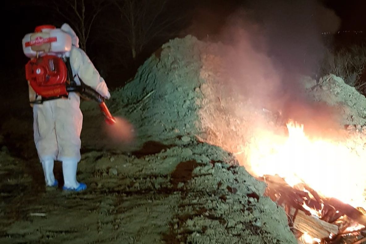 Un nou focar de pestă porcină a apărut în județul Botoșani