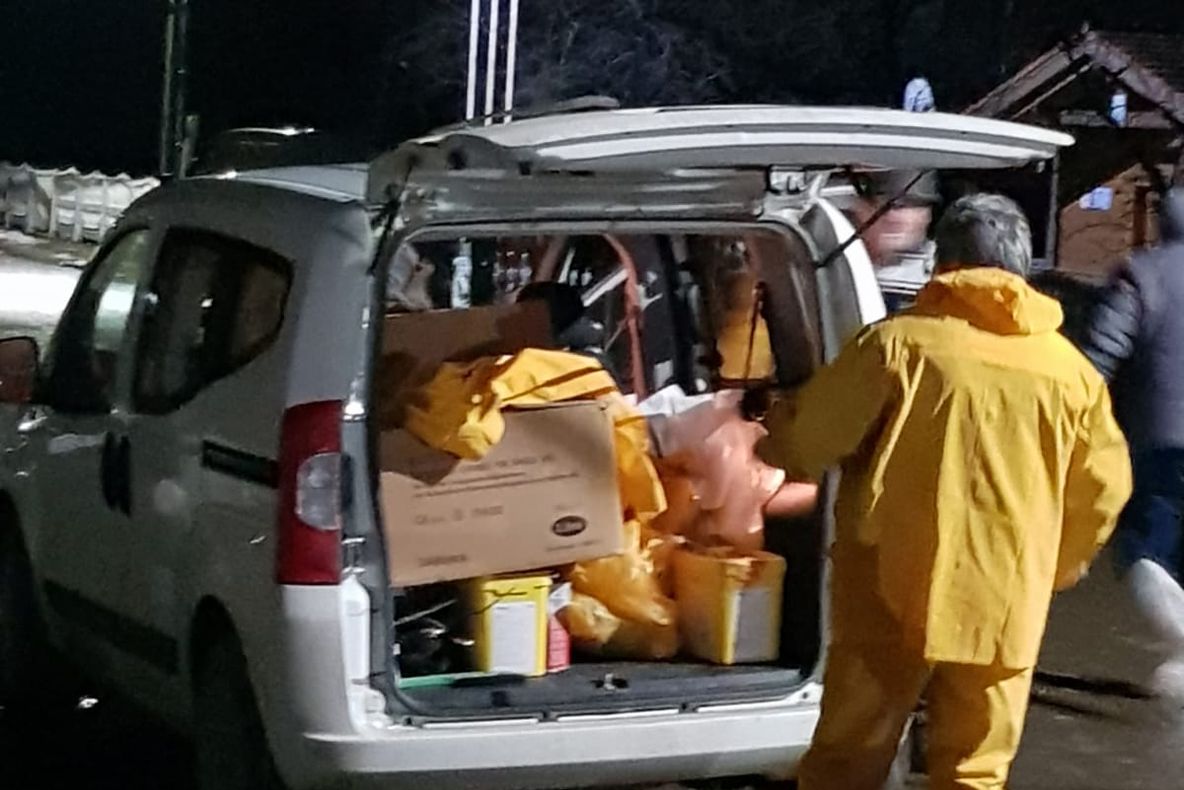 ALERTĂ în nordul județului Botoșani. Opt porci din două gospodării au fost uciși VIDEO