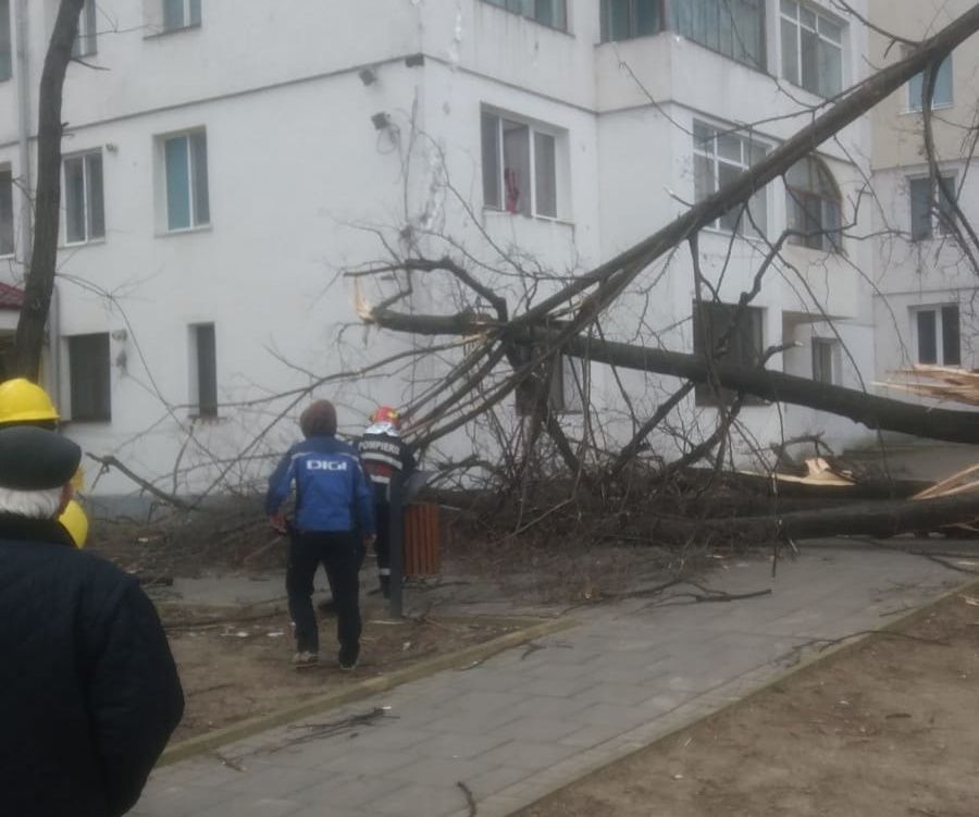 COD GALBEN de vânt. Copaci rupți în municipiul Botoșani FOTO