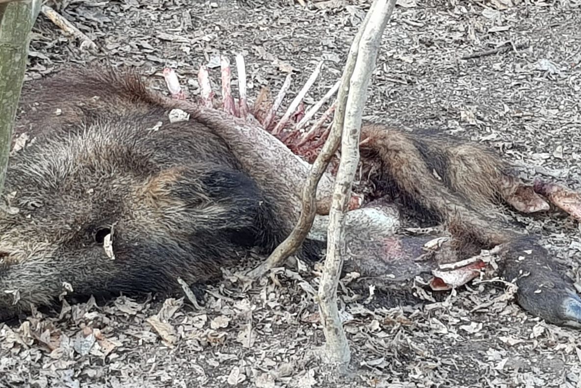 PPA în județul Botoșani. Primar Pomârla: Este grav. Pesta va mai sta mulți ani