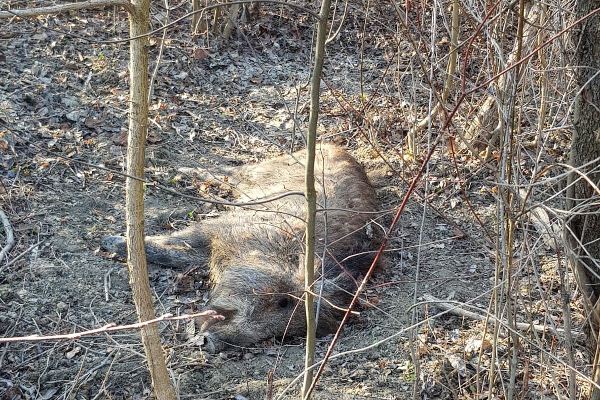 Încă un mistreț a fost găsit mort. Primar Pomârla: O să fie dezastru VIDEO