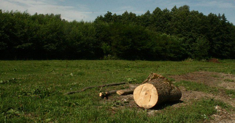 Tăieri ilegale de în pădurile din Balta Arsă și Ibănești-Pomârla