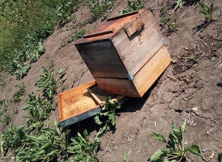 Un apicultor botoșănean oferă 500 de euro recompensă pentru informații despre cei care i-au furat stupii FOTO
