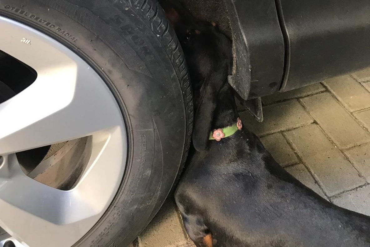 Câine blocat între roata și caroseria unei mașini