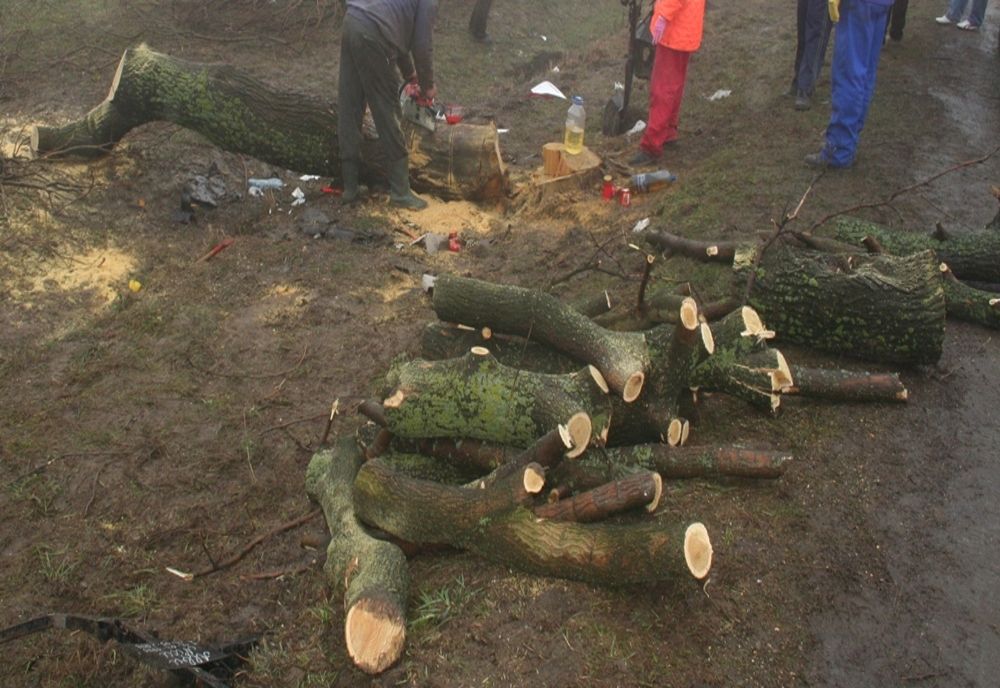 Bărbat anchetat pentru furt de tăiere ilegală de arbori