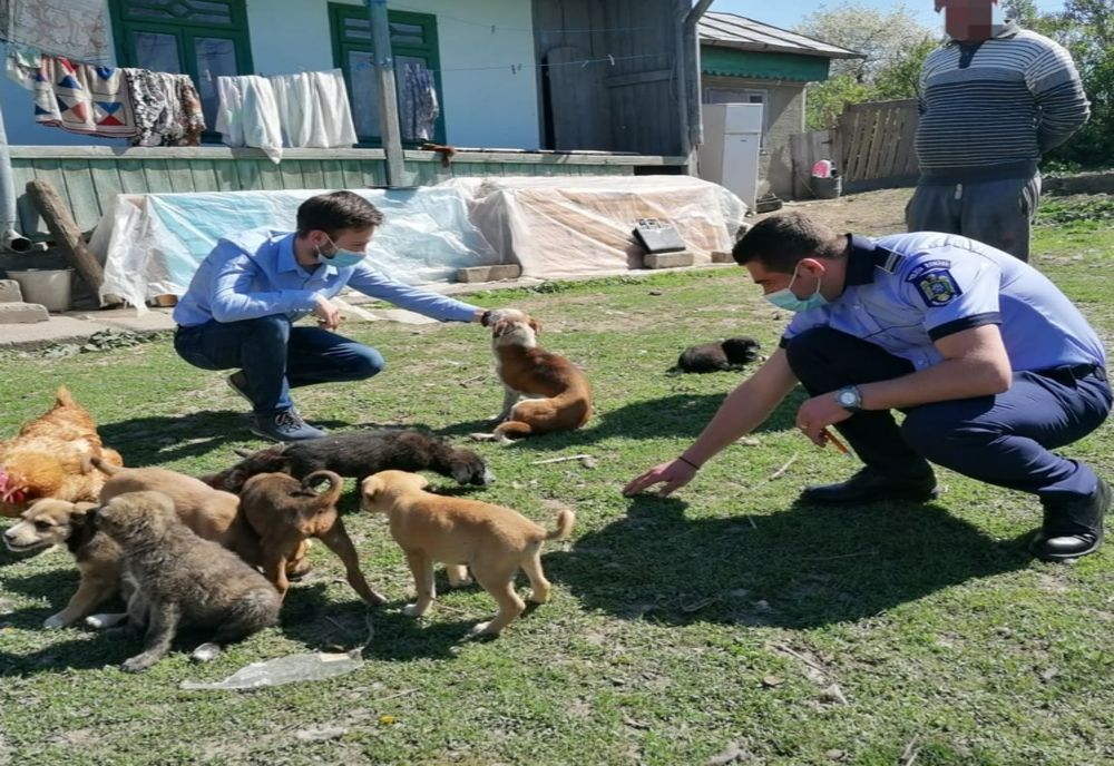 Pui de cățel, salvați de polițiștii botoșăneni (FOTO)