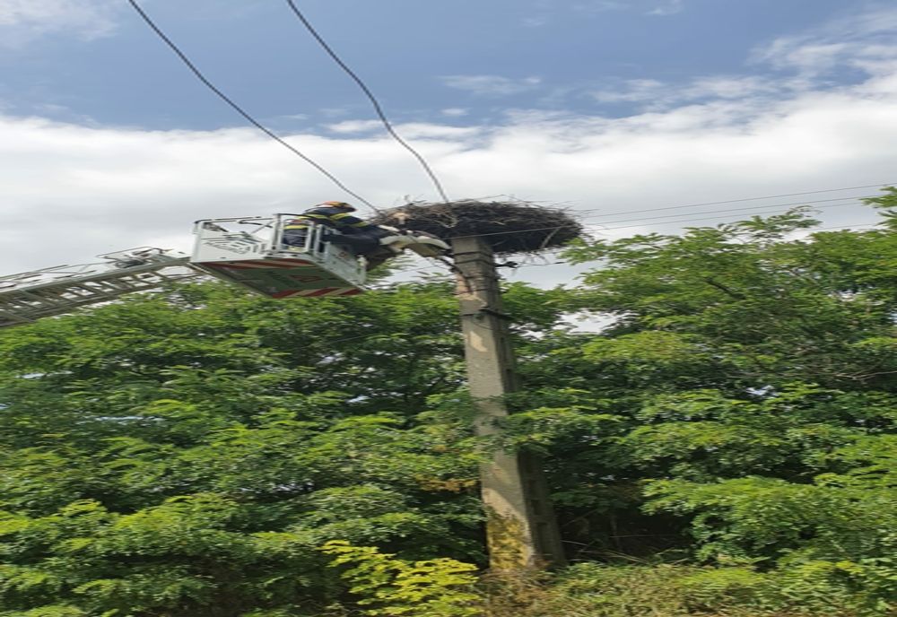 Povestea puiului de barză salvat de pompierii din Dorohoi- FOTO