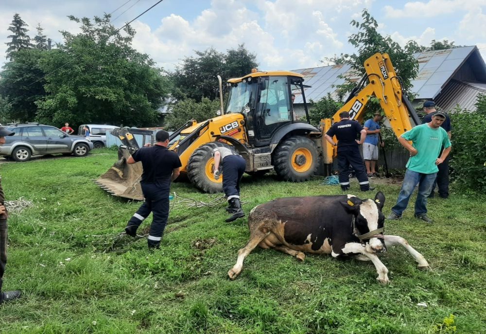 Văcuță gestantă, salvată dintr-un puț adânc de 10 metri