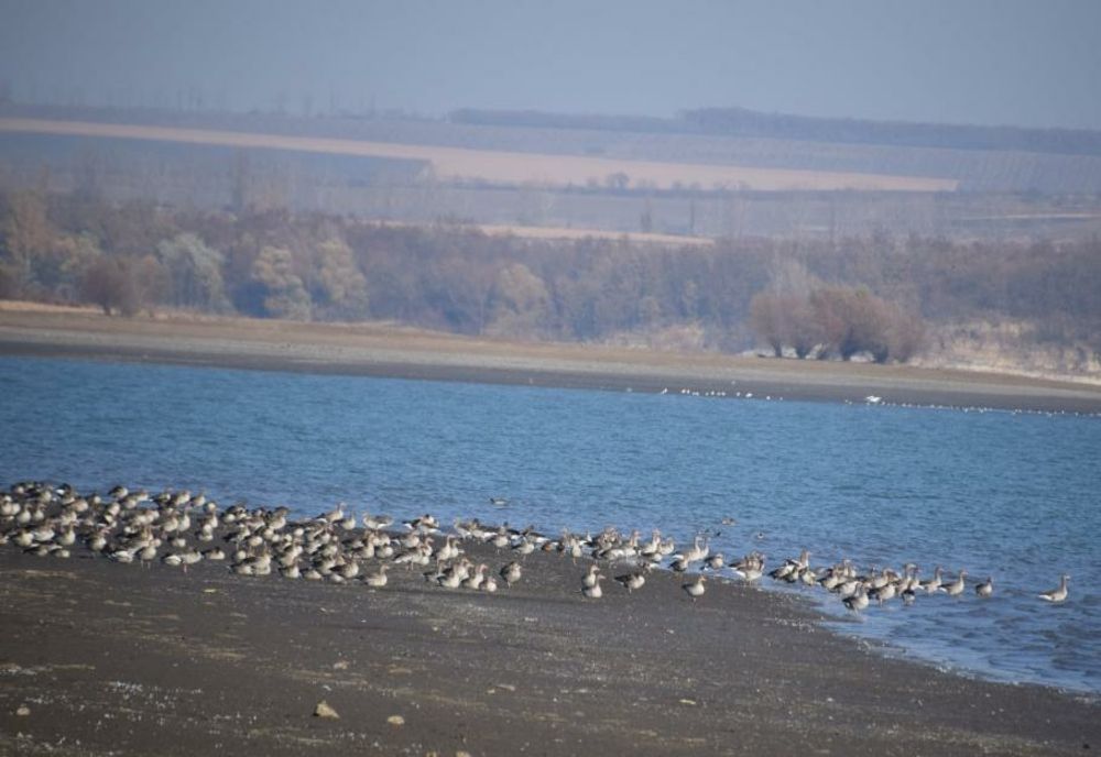 O specie de păsări pe cale de dispariţie a fost observată în Botoșani