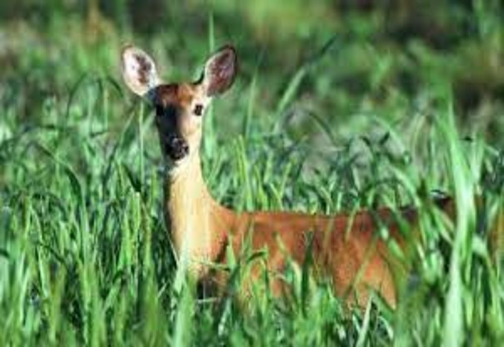 Tânăr reținut pentru braconaj! Acesta a sacrificat un pui de căprioară