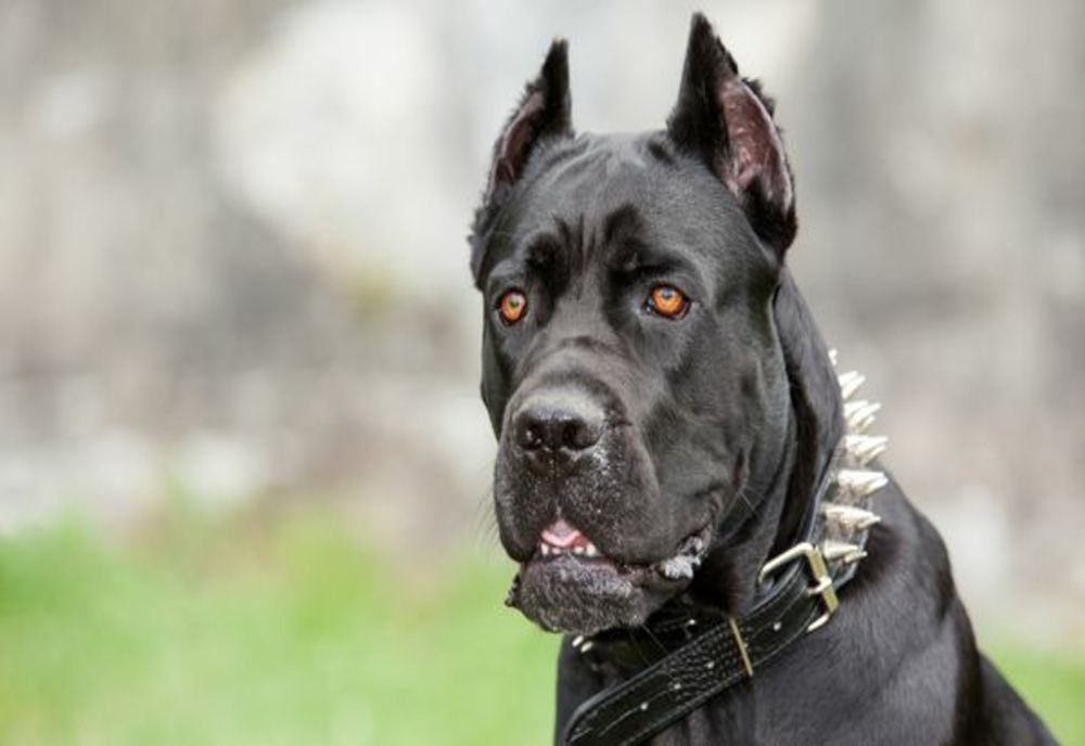Acțiune a polițiștilor din cadrul Biroului pentru Protecția Animalelor în Roma