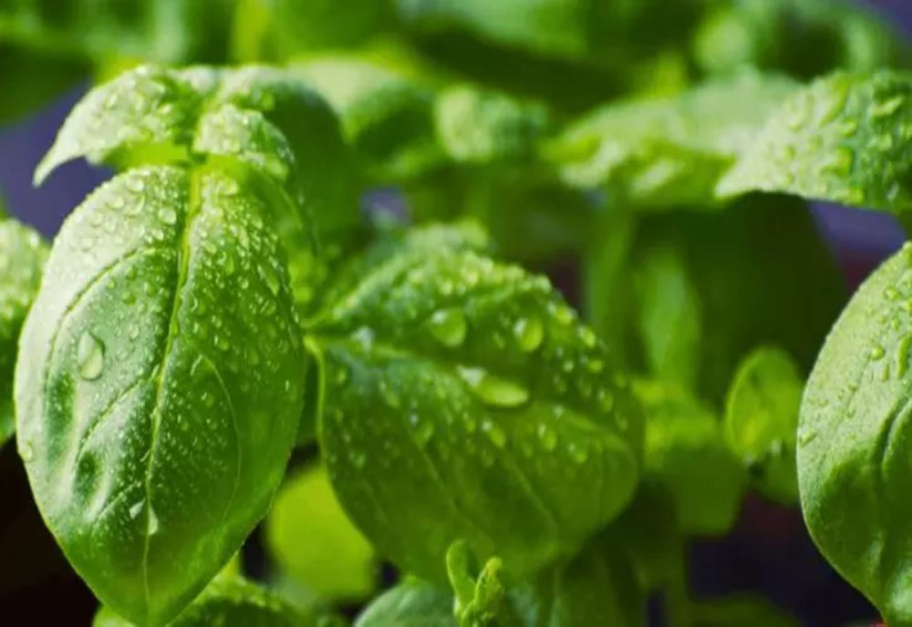 Busuiocul și puterile sale vindecătoare - 6 efecte magice