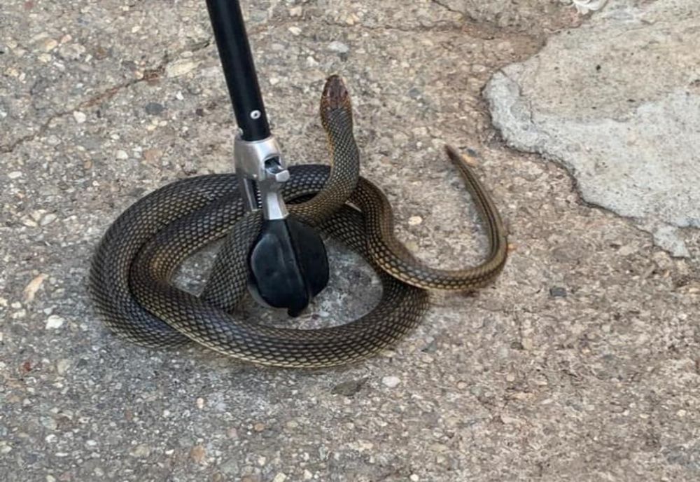 O femeie din Botoșani s-a trezit cu un șarpe în locuință. A sunat imediat la 112