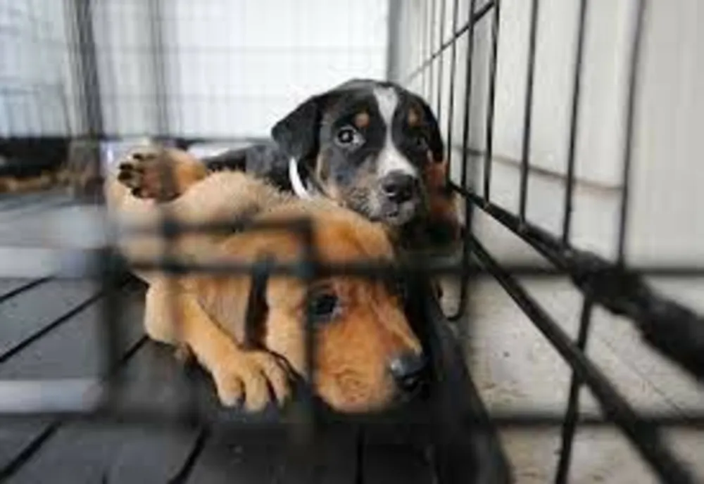  Percheziții, la solicitarea autorităților din Italia într-un dosar de trafic ilicit de animale de companie