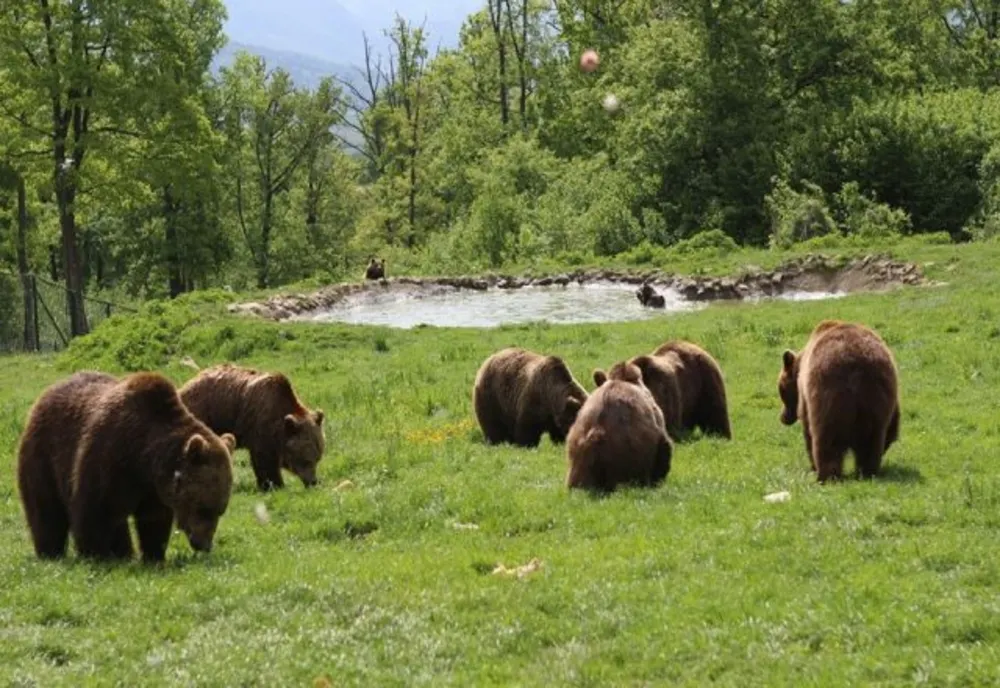 Ministrul Mediului dă undă verde pentru împușcarea a peste 400 de urși. 