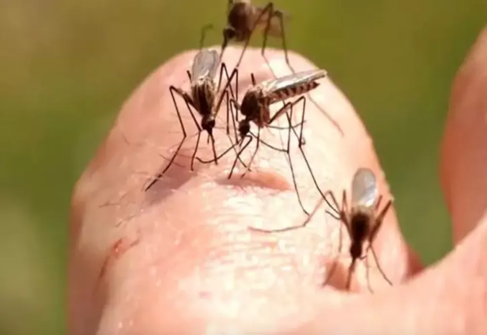 Amestecul natural care te scapă de țânțari
