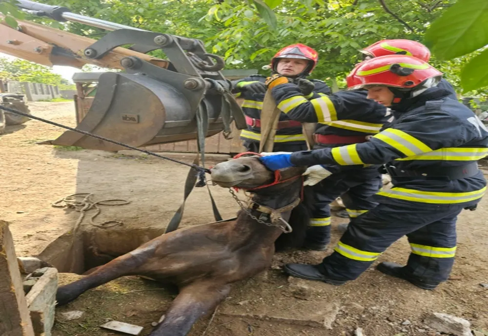 Cal, salvat de pompieri după ce a căzut într-o groapă din gospodăria stăpânului