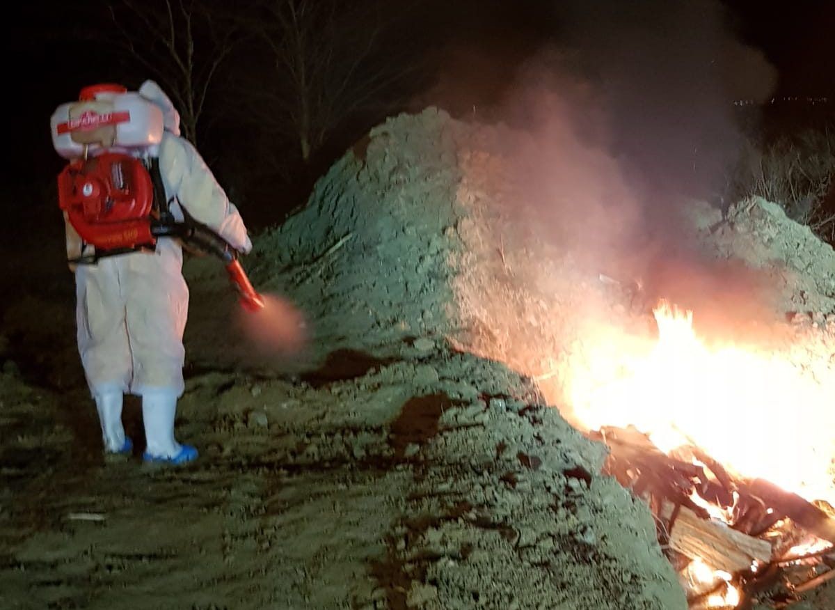 pesta porcina pomarla (11)