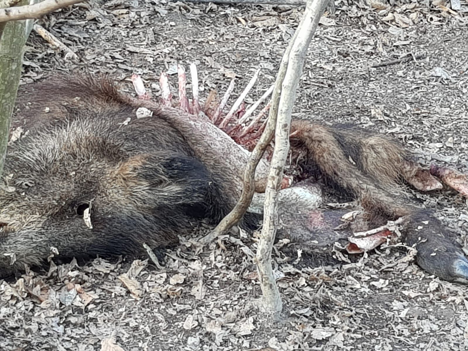 mistreti morti pomarla (1)