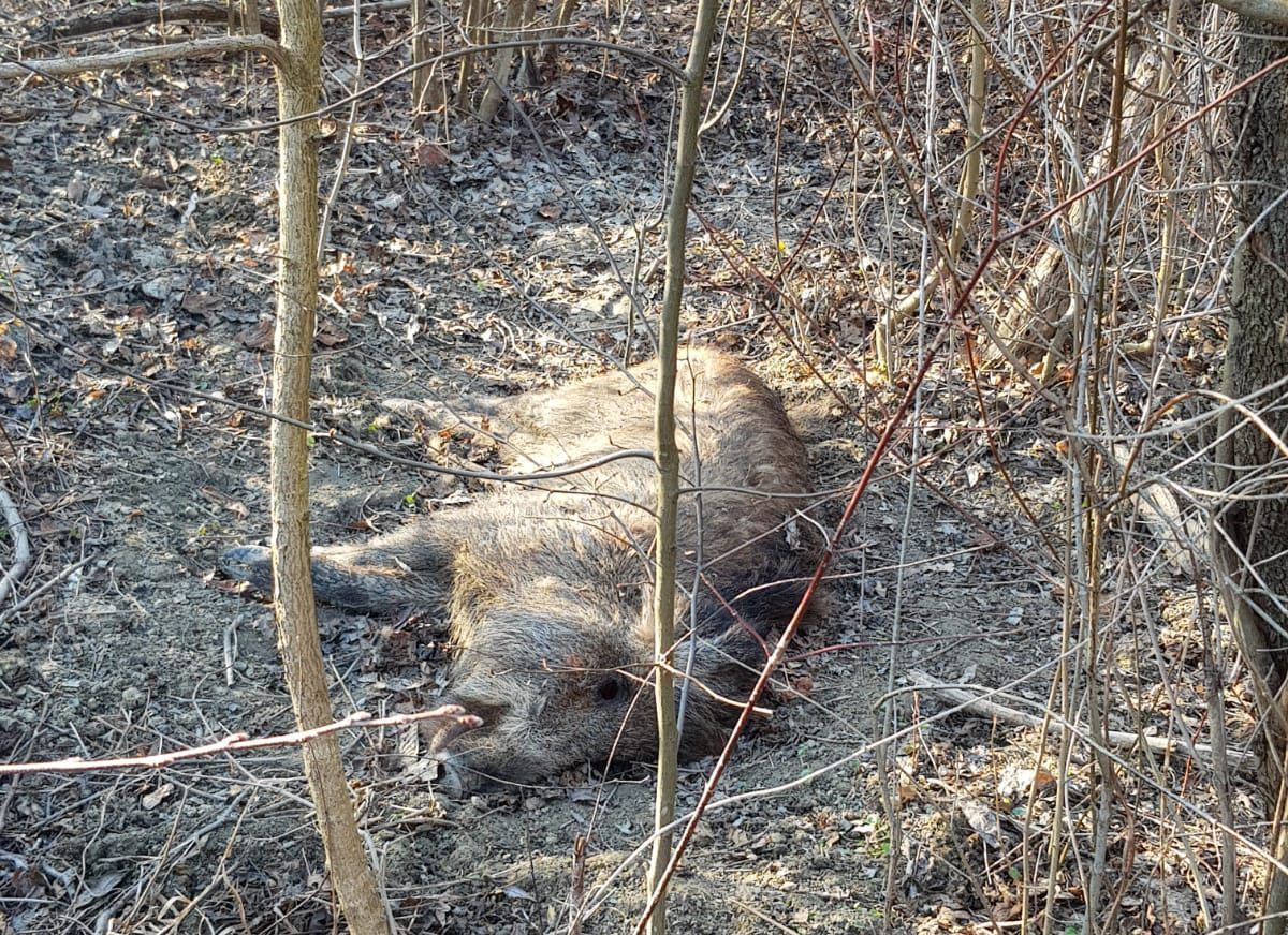 mistreti morti pomarla (3)