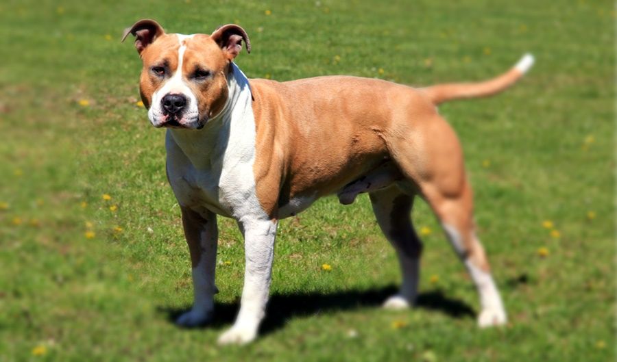 american-staffordshire-terrier