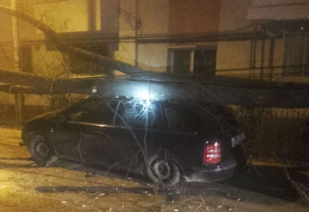 Trei autoturisme distruse de un copac FOTO