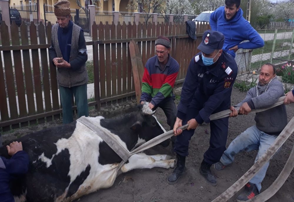 Bovină scoasă dintr-un cămin adânc de un metru și jumătate FOTO