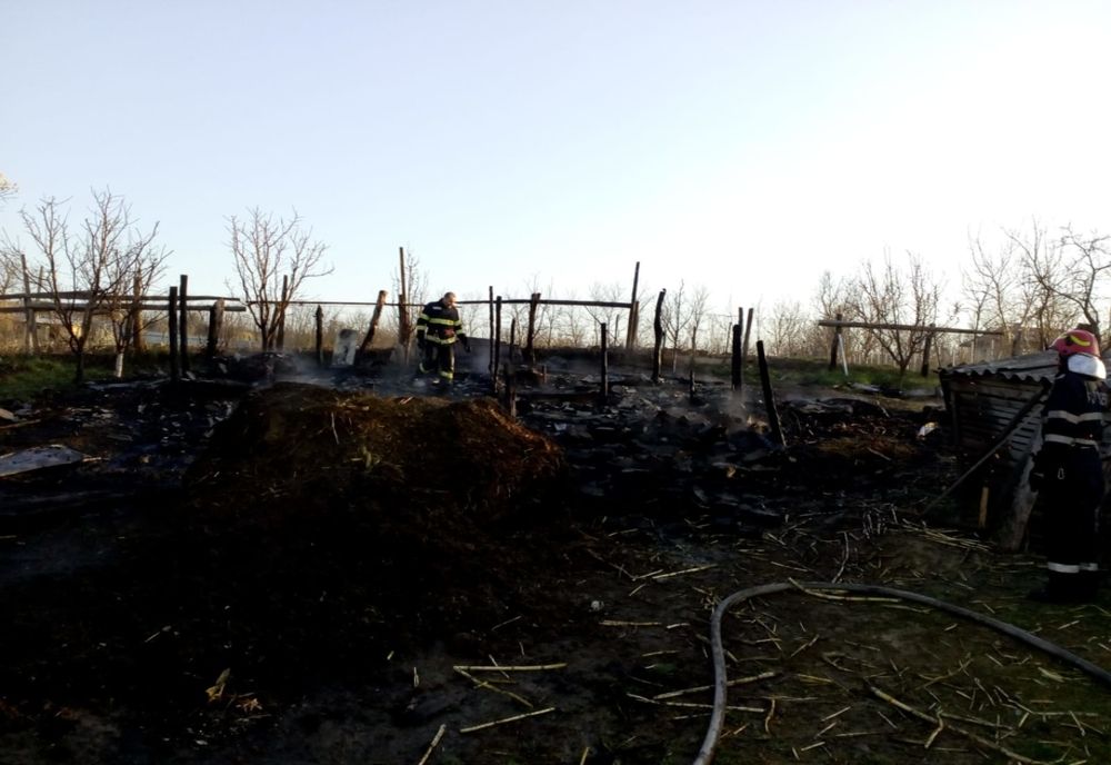 Fermă distrusă în Corlăteni. 22 de animale au ars în incendiu