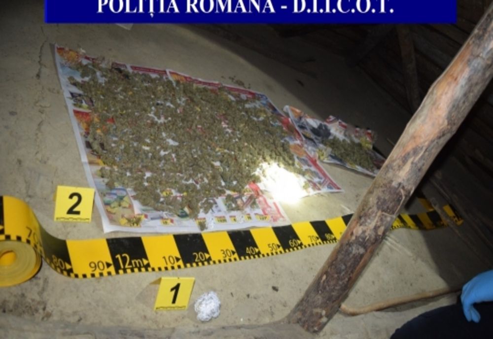 Un kilogram de cannabis, descoperit ăn urma unor percheziții
