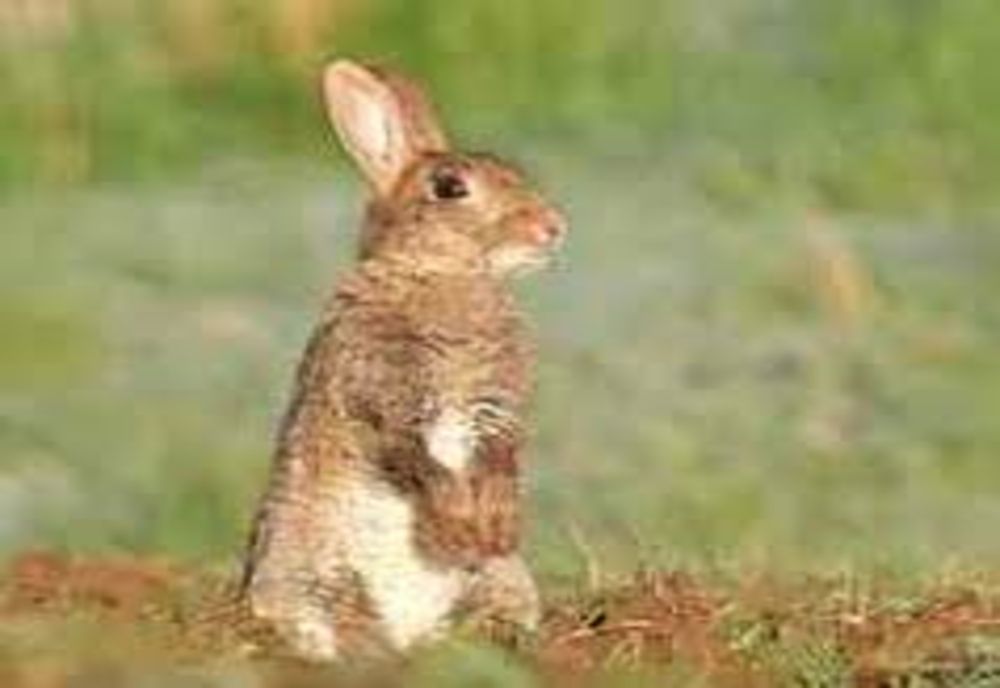 Braconieri, prinși cu iepurii în mașină