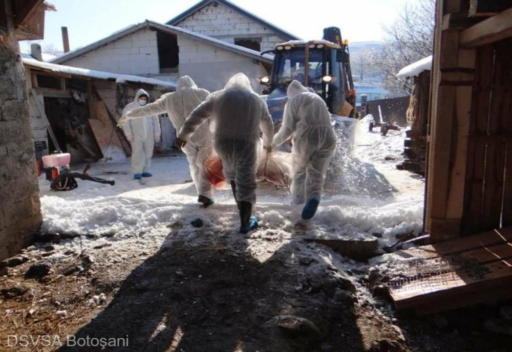 24 de porci dintr-o gospodărie din Pădureni au fost omorâți după confirmarea virusului pestei porcine africane