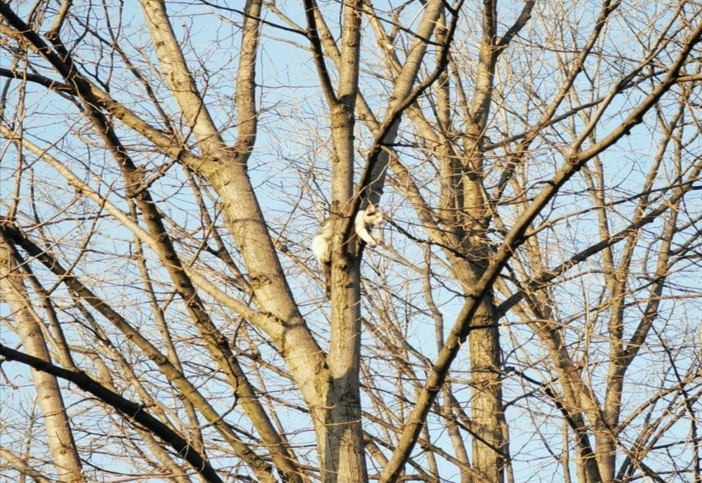 Pisicuță salvată de pompieri