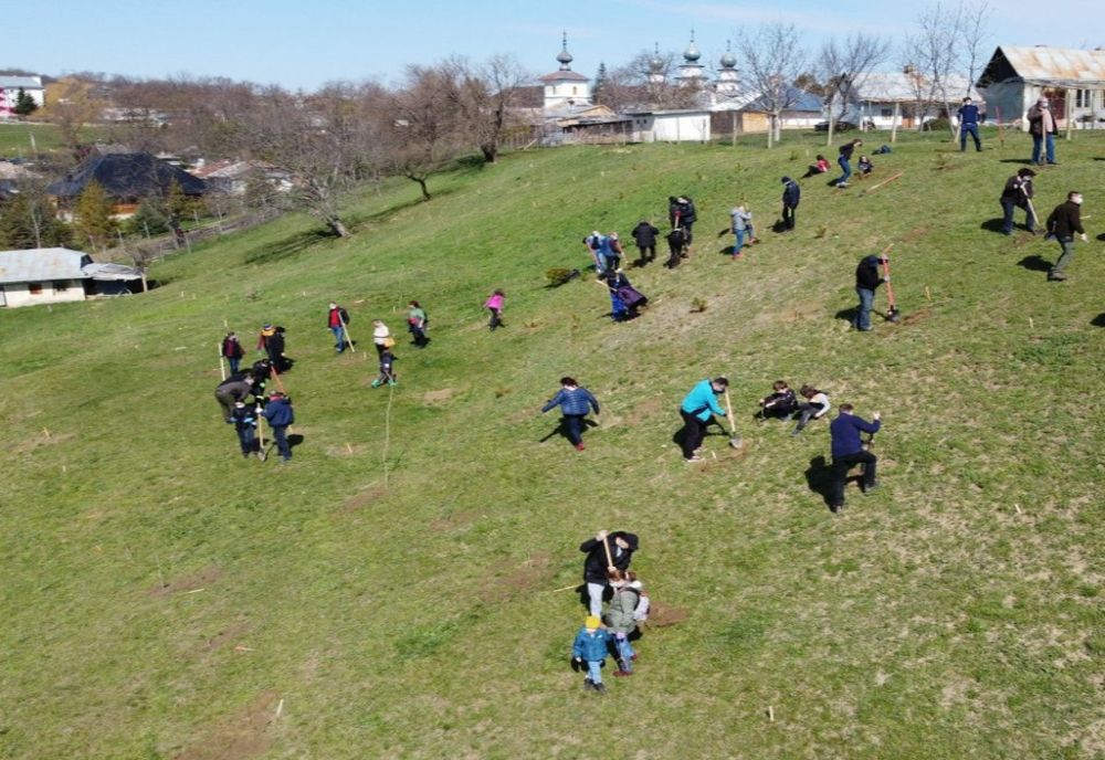 Sute de copaci, plantați pe un versant afectat de alunecări de teren de la Mănăstirea Agafton