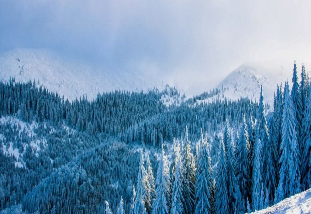 Plăți compensatorii pentru proprietarii de pădure, în valoare de 258,3 milioane de lei, achitate de MMAP în 2021