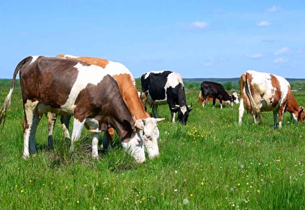 Noi modalități de sprijin pentru fermierii din zootehnie