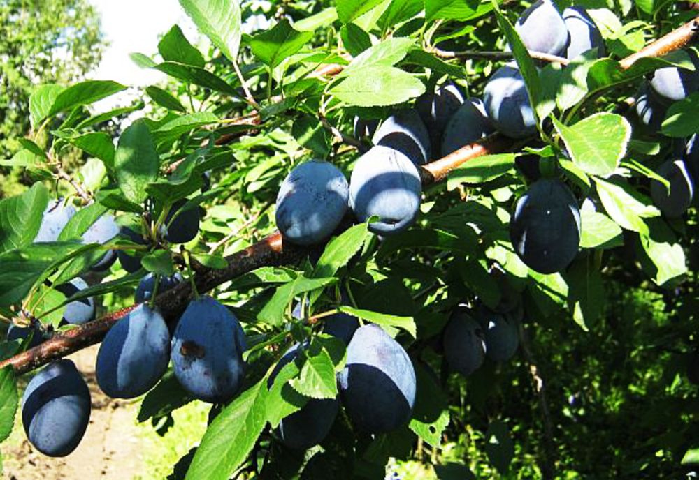 Consumul de prune este INTERZIS dacă suferiți de una din aceste boli