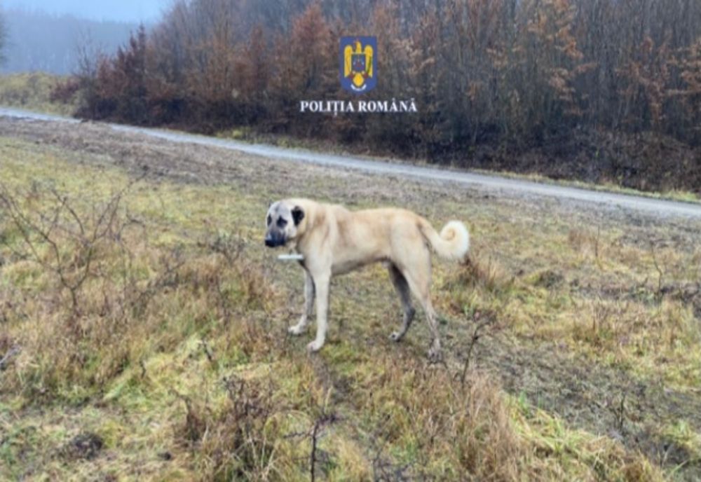 Un bărbat și-a abandonat câinele în alt județ. Patrupedul a mușcat un copil